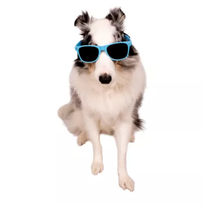 Buttons & Bones Blue Sunglasses - Image 4