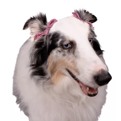 Buttons & Bones Everyday Bow & Star Hair Bow Set - Image 5