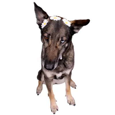 Buttons & Bones Everyday Daisy Chain Headband - Image 3