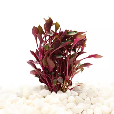 Top Fin® Scarlet Temple Live Plant - Image 1
