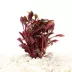 Top Fin® Scarlet Temple Live Plant image thumbnail 1
