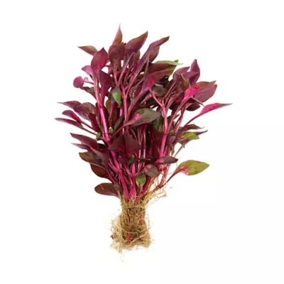 Top Fin® Scarlet Temple Live Plant - Image 2