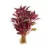 Top Fin® Scarlet Temple Live Plant image thumbnail 2