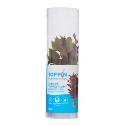 Top Fin® Scarlet Temple Live Plant - Image 3