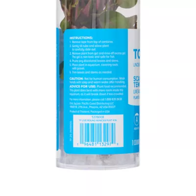 Top Fin® Scarlet Temple Live Plant - Image 5