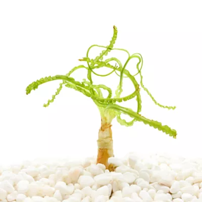 Top Fin® African Onion Live Plant - Image 1