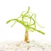 Top Fin® African Onion Live Plant image thumbnail 1