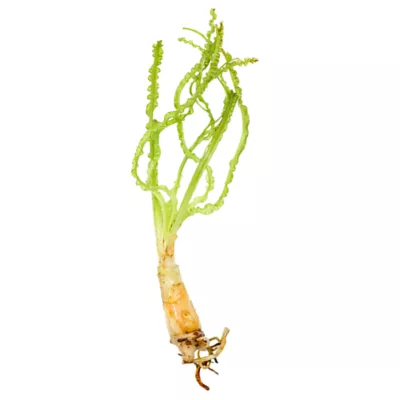 Top Fin® African Onion Live Plant - Image 2