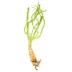 Top Fin® African Onion Live Plant image thumbnail 2