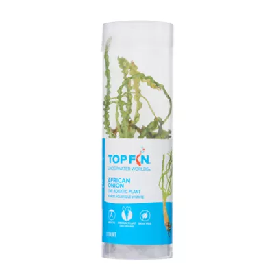 Top Fin® African Onion Live Plant - Image 3