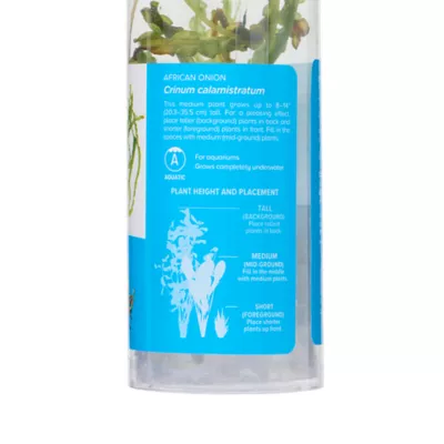 Top Fin® African Onion Live Plant - Image 4