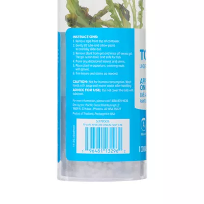 Top Fin® African Onion Live Plant - Image 5