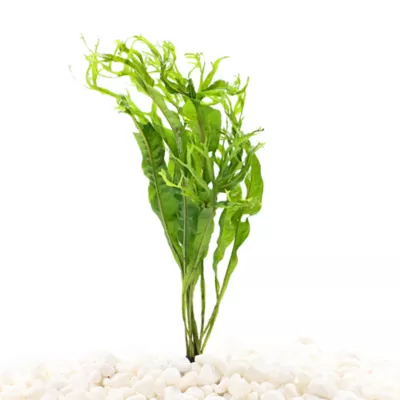 Top Fin® Windelov Live Plant - Image 1