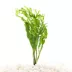 Top Fin® Windelov Live Plant image thumbnail 1