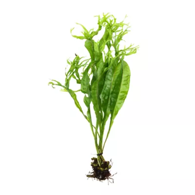 Top Fin® Windelov Live Plant - Image 2