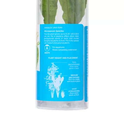 Top Fin® Windelov Live Plant - Image 4