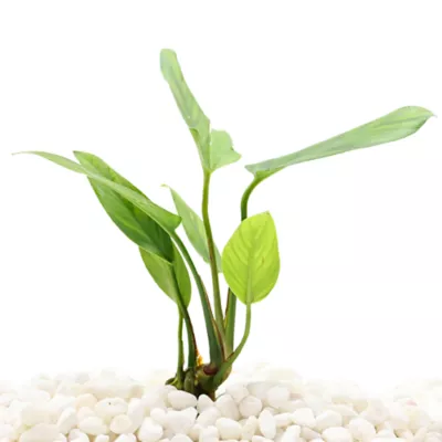 Top Fin® Anubias Gigantea Live Plant - Image 1