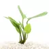 Top Fin® Anubias Gigantea Live Plant image thumbnail 1