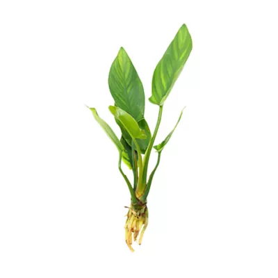 Top Fin® Anubias Gigantea Live Plant - Image 2