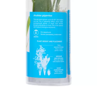 Top Fin® Anubias Gigantea Live Plant - Image 4
