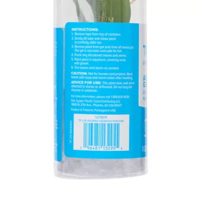 Top Fin® Anubias Gigantea Live Plant - Image 5