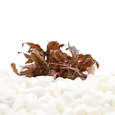 Top Fin® Pink Flamingo Live Plant Tissue Culture - Image 1