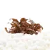 Top Fin® Pink Flamingo Live Plant Tissue Culture image thumbnail 1