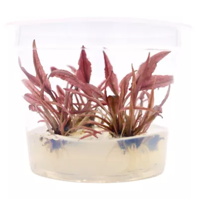 Top Fin® Pink Flamingo Live Plant Tissue Culture - Image 2