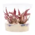 Top Fin® Pink Flamingo Live Plant Tissue Culture image thumbnail 2