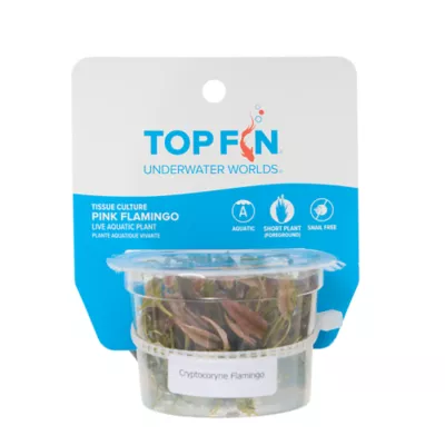 Top Fin® Pink Flamingo Live Plant Tissue Culture - Image 3