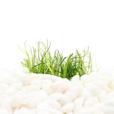 Top Fin® Micro Sword Live Plant Tissue Culture - Image 1