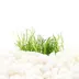 Top Fin® Micro Sword Live Plant Tissue Culture image thumbnail 1