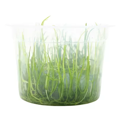 Top Fin® Micro Sword Live Plant Tissue Culture - Image 2
