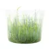 Top Fin® Micro Sword Live Plant Tissue Culture image thumbnail 2