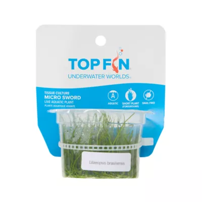 Top Fin® Micro Sword Live Plant Tissue Culture - Image 3