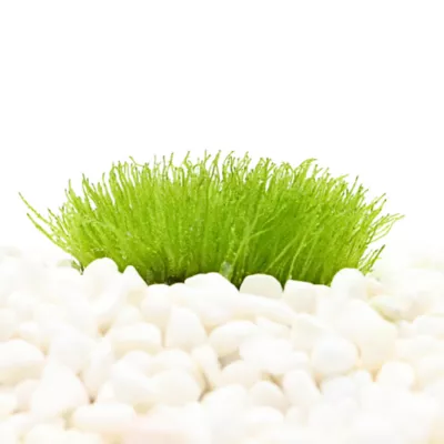 Top Fin® Taxiphyllum Live Plant Tissue Culture - Image 1