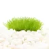Top Fin® Taxiphyllum Live Plant Tissue Culture image thumbnail 1