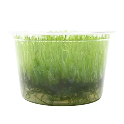 Top Fin® Taxiphyllum Live Plant Tissue Culture - Image 2