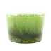 Top Fin® Taxiphyllum Live Plant Tissue Culture image thumbnail 2