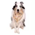 Buttons & Bones Everyday Floral Pom Bandana image thumbnail 3