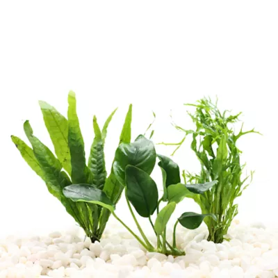 Top Fin® Live Plant Variety Pack - Small - Image 1