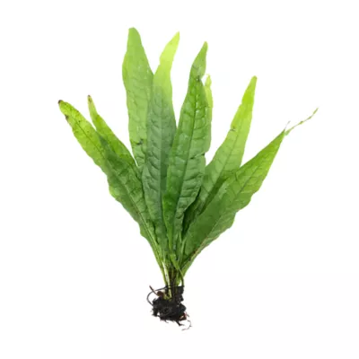 Top Fin® Live Plant Variety Pack - Small - Image 2