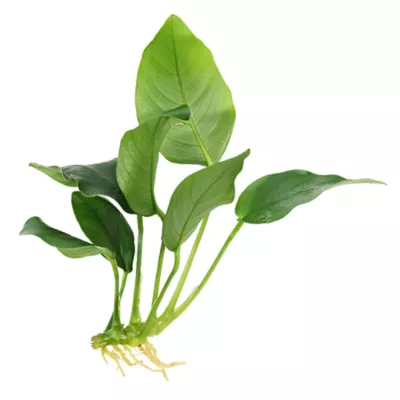 Top Fin® Live Plant Variety Pack - Small - Image 3
