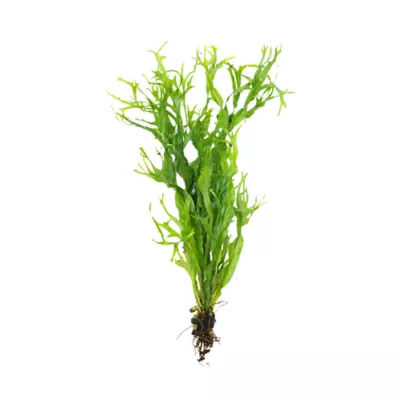 Top Fin® Live Plant Variety Pack - Small - Image 4