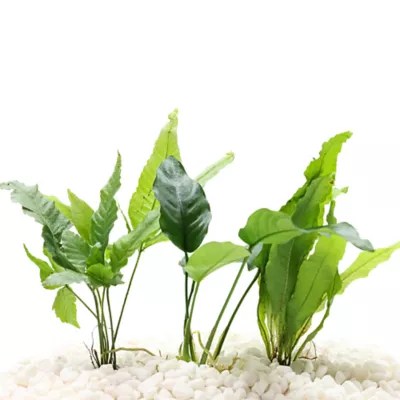 Top Fin® Live Plant Variety Pack - Medium - Image 1