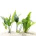 Top Fin® Live Plant Variety Pack - Medium image thumbnail 1