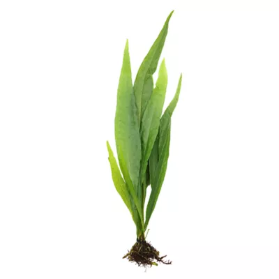 Top Fin® Live Plant Variety Pack - Medium - Image 2