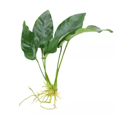 Top Fin® Live Plant Variety Pack - Medium - Image 3