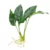Top Fin® Live Plant Variety Pack - Medium image thumbnail 3
