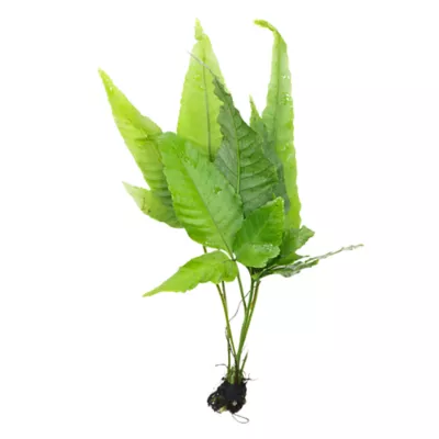 Top Fin® Live Plant Variety Pack - Medium - Image 4